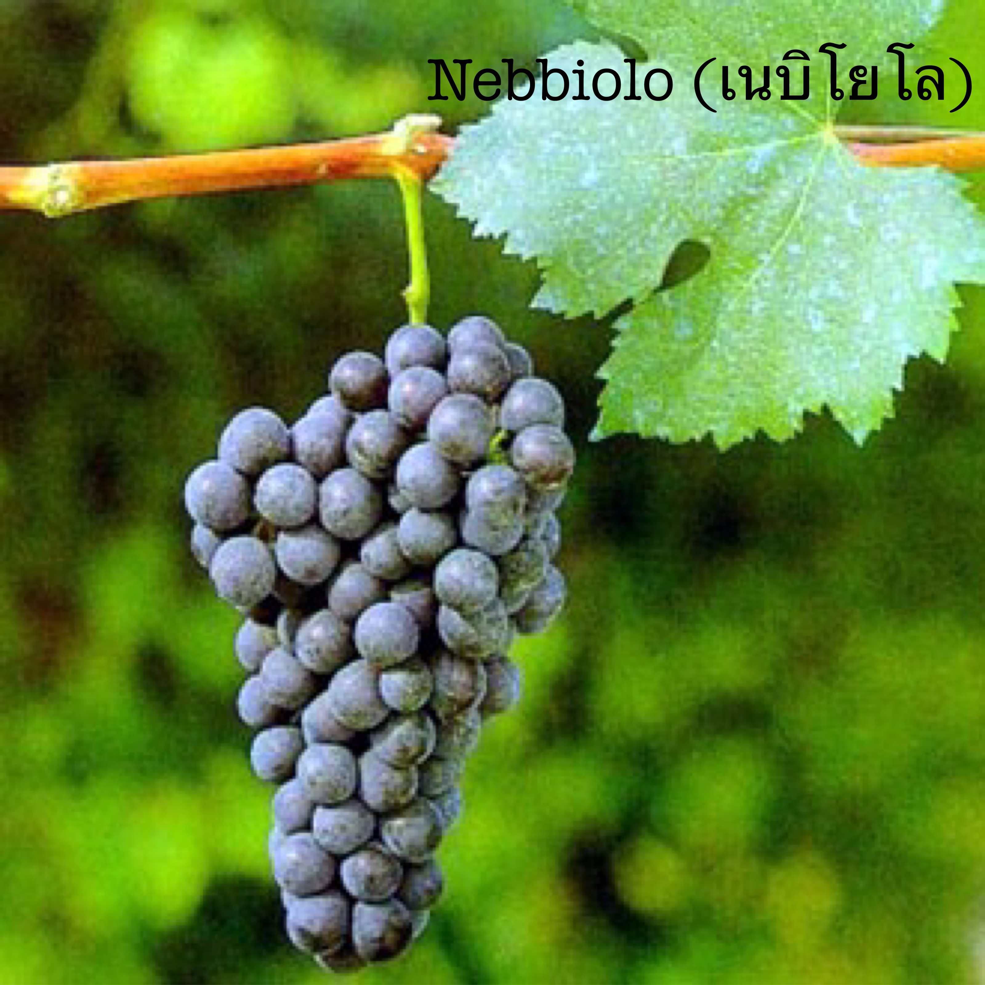 Nebbiolo сорт винограда